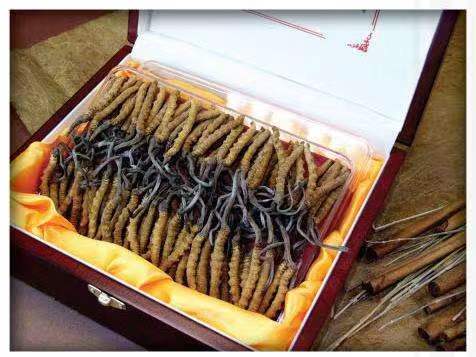 巴林左冬虫夏草回收